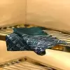 Зеленый